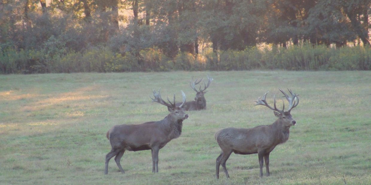 The Red Stag, Red Deer beautiful antlered animal. score between 300 - 500 SCI 