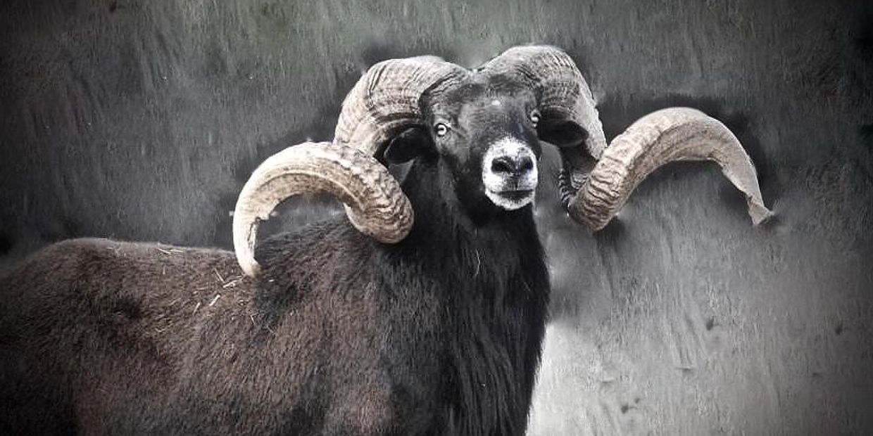 Shilo Ranch - Exotic Hunts, Exotic Animals, Hunter Shilo Ranch - Exotic Hunts, Exotic Animals, Hunter