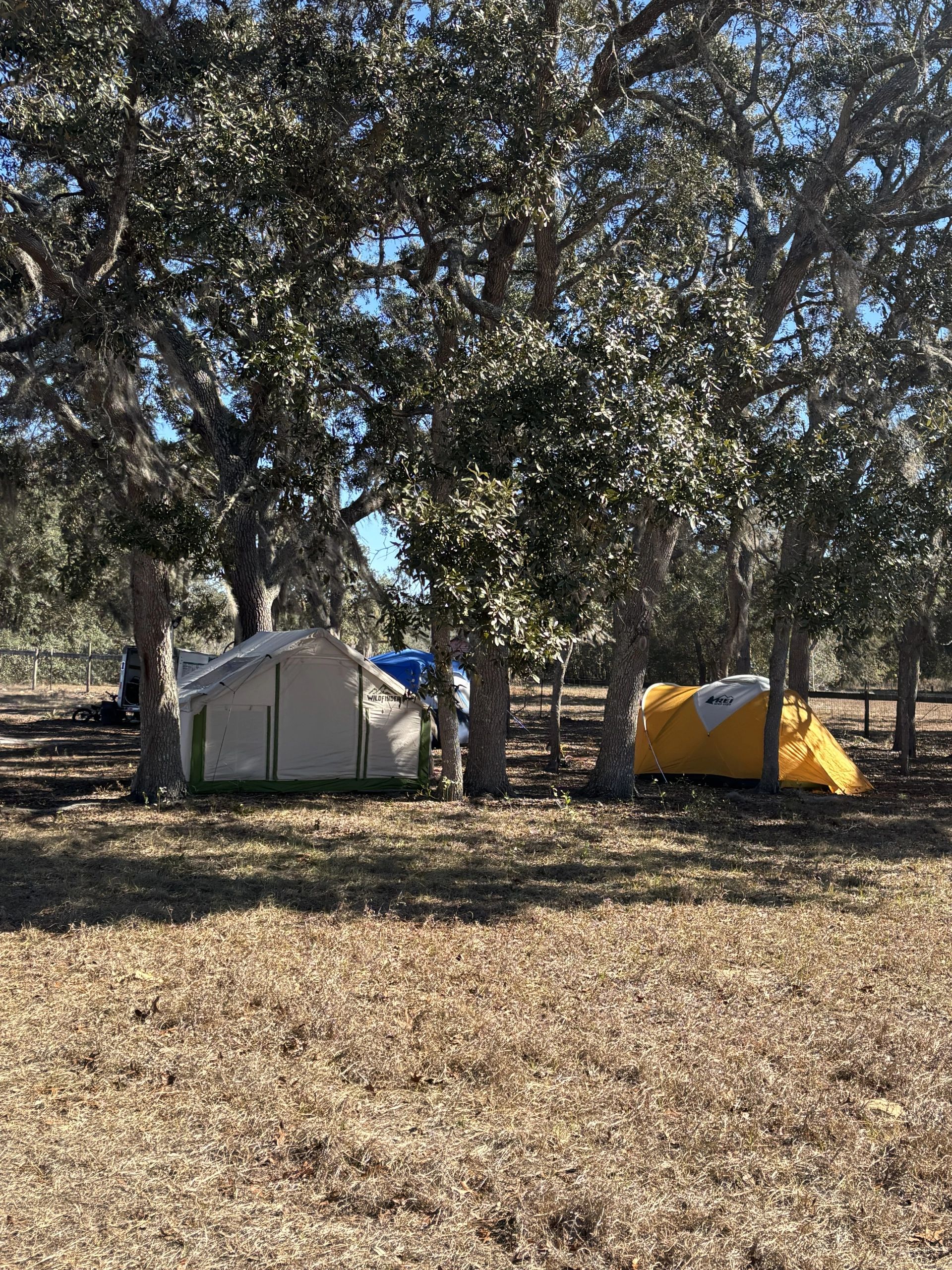 Two camping tents under large leafy trees on dry grass.
