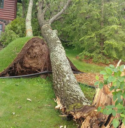 A large tree uprooted and fallen on a grassy lawn near a house.