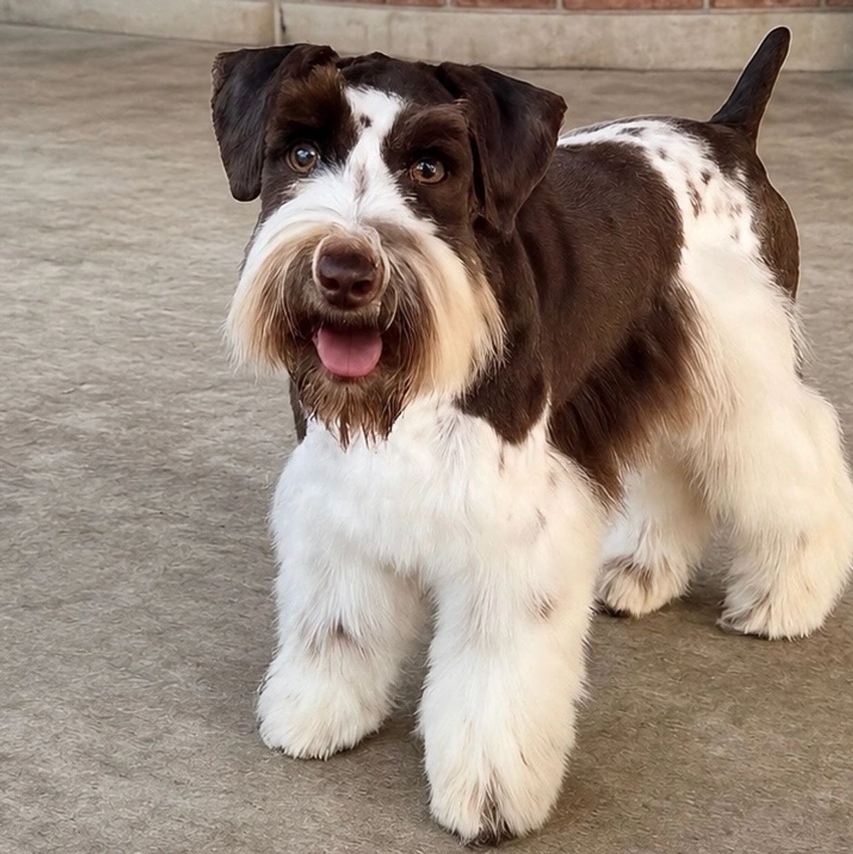 Brown and white dog with a happy expression.
