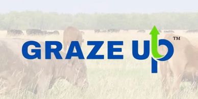 "Graze Up" logo with cattle foraging through the grass background