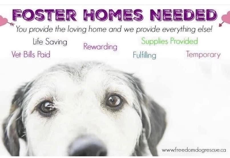 do you get paid to foster dogs