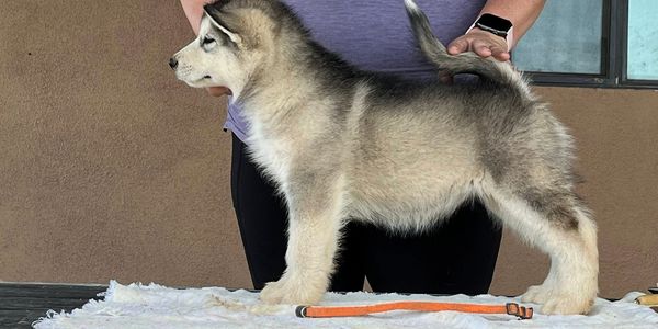 alaskan malamute puppy, show dogs, Texas, New Mexico, Arizona, Oklahome