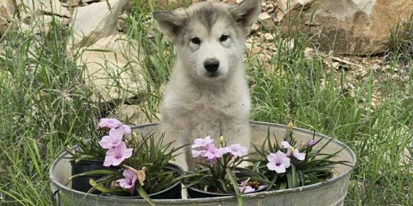 Alaskan malamute puppy, pet puppy,