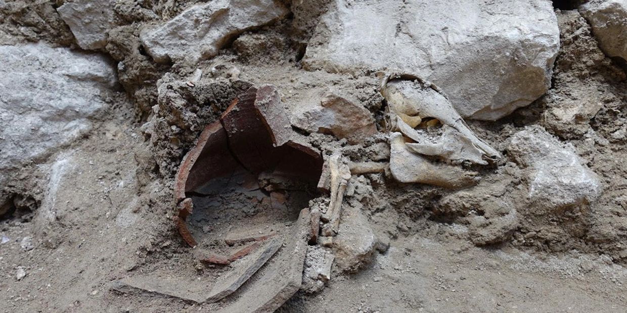 2700 year old piglet skeleton dug up in Jerusalem (Credit: Oscar Bejerano courtesy of the IAA)