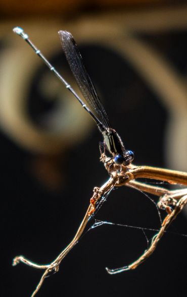 Close-up of a damselfly perched on a twig with a dark blurred background.
