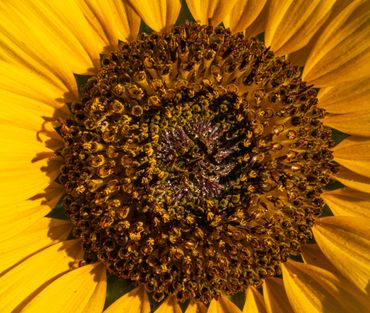Close-up of sunflower's vibrant yellow petals and detailed brown center.