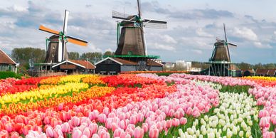 Colorful tulip fields with traditional windmills under a cloudy sky.