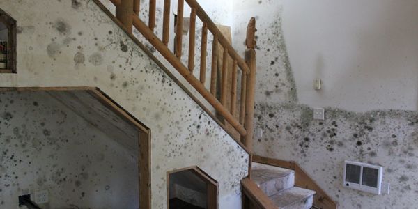 Indoor staircase with severe mold infestation on walls and carpet.