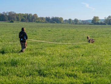 A person walking a dog on a long leash in a vast green field.
