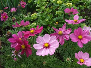 Bright pink and purple cosmos flowers bloom vibrantly in a lush green garden.