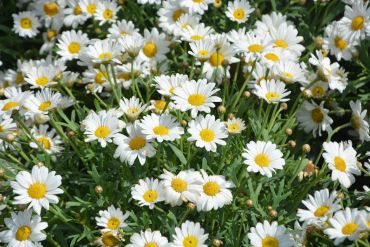 A cluster of white daisies with yellow centers in a garden.