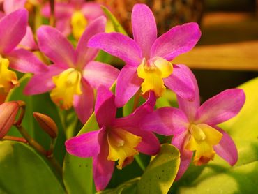 Bright pink and yellow orchids blooming in sunlight.