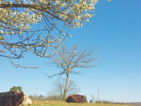 Cows at Saddle Ridge Farm are enjoying the sunny day. 