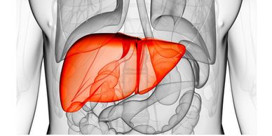 Human liver highlighted in red within the body.
