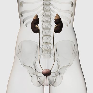 3D illustration of the human urinary system.
