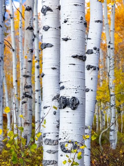A vibrant autumn forest of white birch trees with yellow and orange leaves.