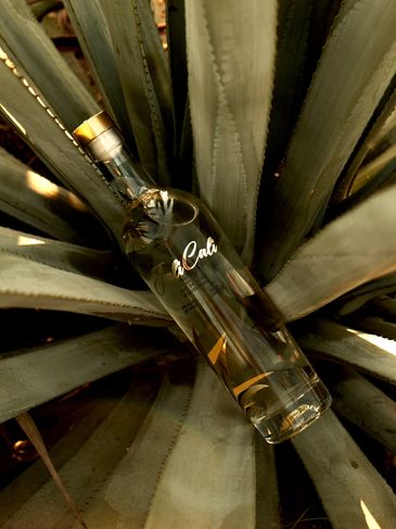 A clear bottle of tequila nestled among agave plant leaves.