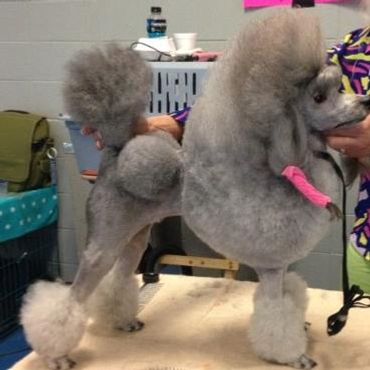 Arizona
silver miniature poodle