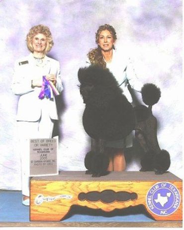 CH Whiterock's Wizard of Argan 
Black Standard Poodle