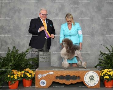 Holly , a silver miniature poodle