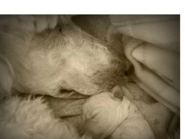 Argan Made You Look aka Farrah with newborn standard poodle puppy in Texas.