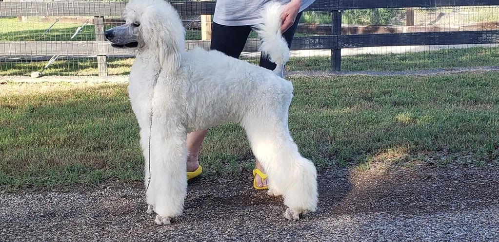 Argan's Karmaisabitch aka Karma a standard poodle