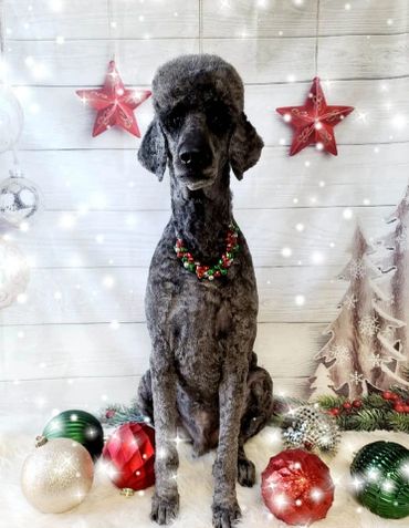 A Blue standard poodle