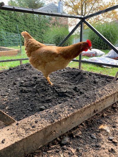 coop maintenance chickens diggers digging undercarriage rejuvenation fresh earth  chicken