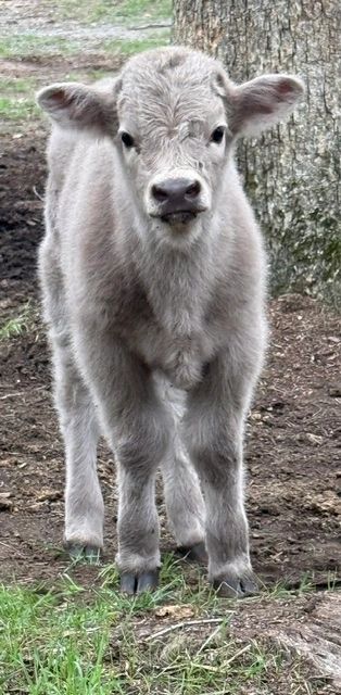 Sterling