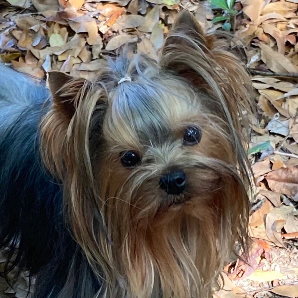 Bracken is our handsome young Yorkshire Terrier stud. He produces beautiful Yorkie pups every time!