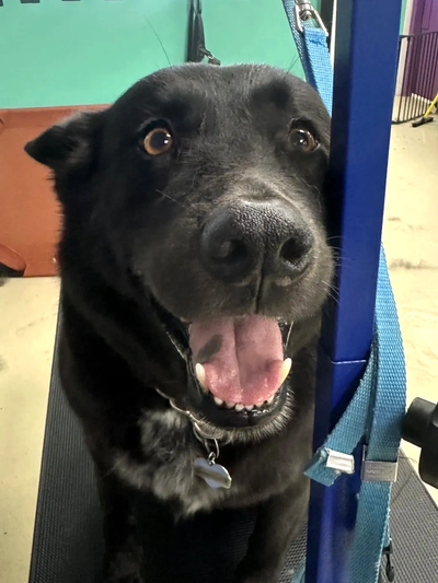 Happy black dog with tongue out.