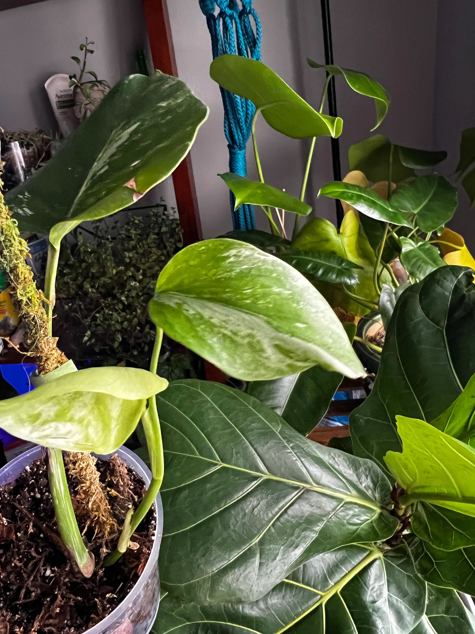 The GreenHouse Project cover