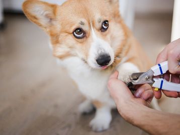 Dog Nail Trim