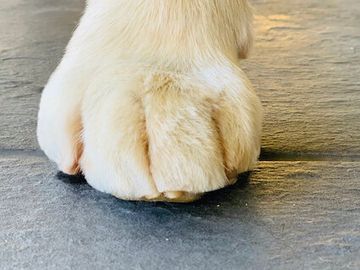 Dog Feet trim