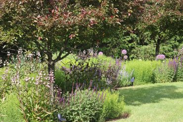 A lush garden with flowering plants and small trees under sunlight.