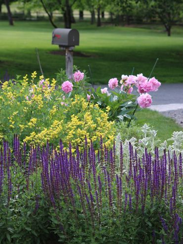 Colorful garden with purple, yellow, and pink flowers near a mailbox.