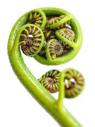Fiddlehead Ventures photo