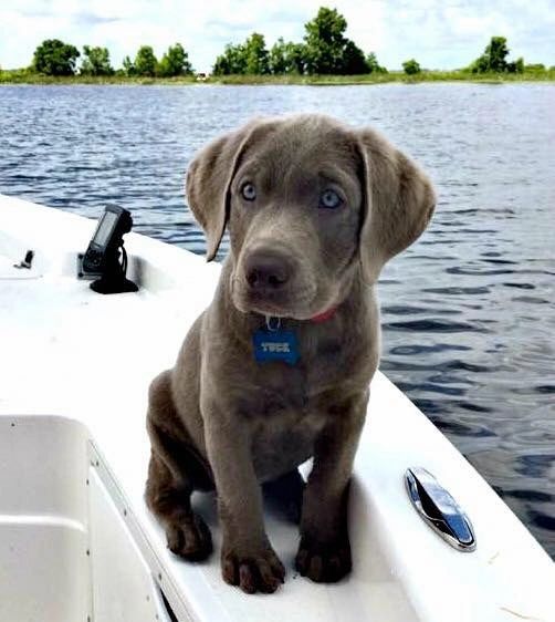 are silver labs good hunting dogs