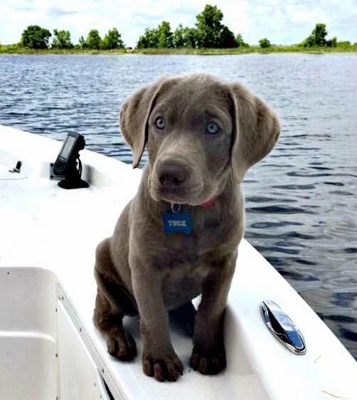 silver lab mix puppies