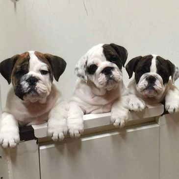 Burton's Bulldogs