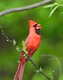Cardinal Healing Energy