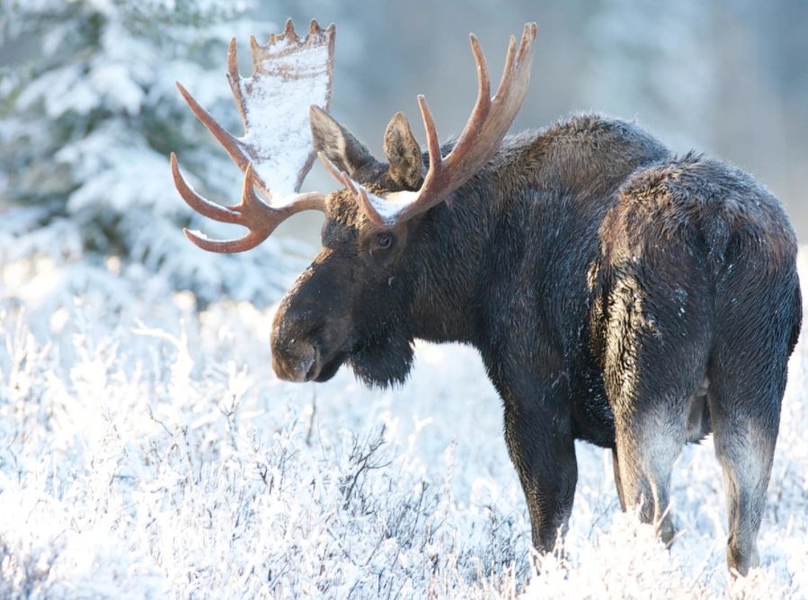 Moose, colorado, wilderness, conservation