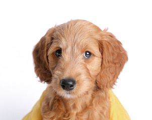 goldendoodle puppy hertfordshire, goldendoodle puppy for sale herts, goldendoodle breeder herts