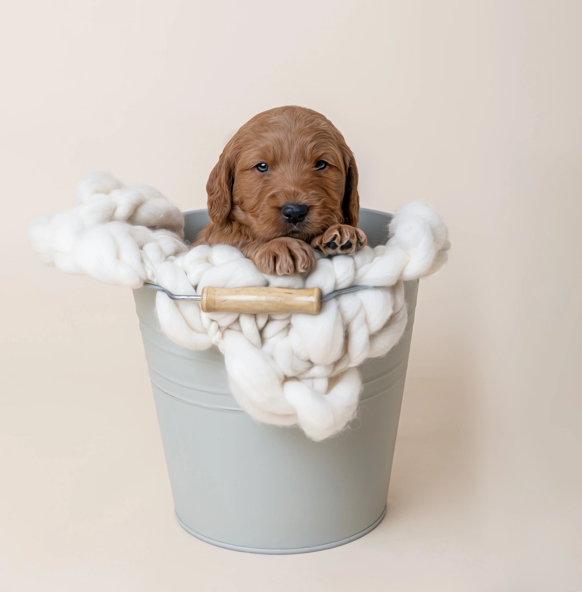goldendoodle puppy in london, goldendoodle puppy for sale london, goldendoodle breeder in london