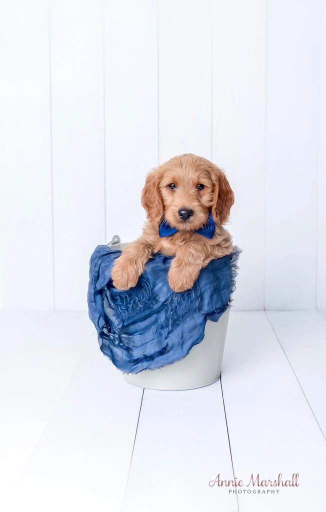 goldendoodle puppy in essex, goldendoodle puppy for sale essex, goldendoodle breeder in essex