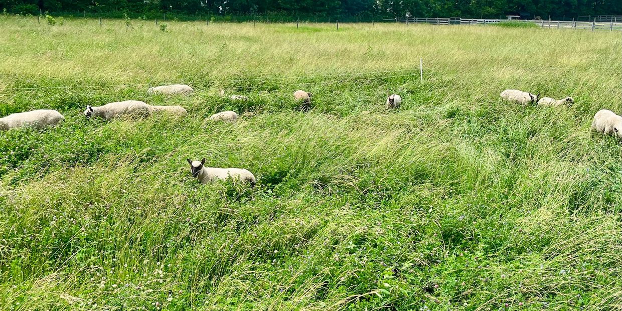 Image of Sheep in a green pasture