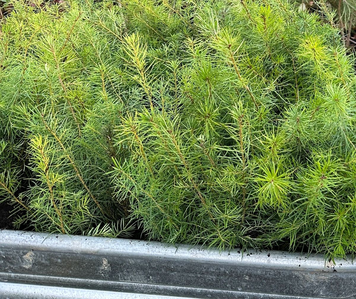 Spring Seedling Sale 1 Foot Doug Fir Tree Seedlings for Cottage Grove, OR