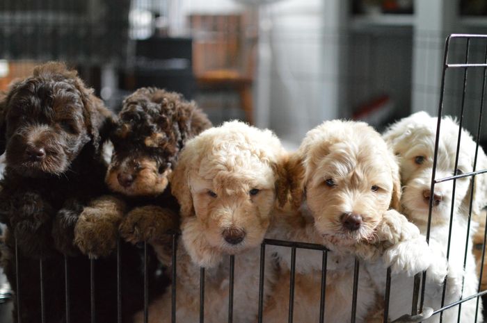 Riverhouse, Doodles, Labradoodle, Goldendoodle, puppies, dog, pup, Pittsburgh, PA, Bernedoodle